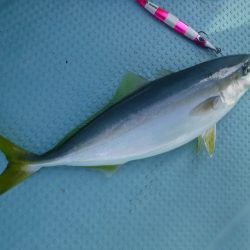 BlueNote Fishing Taxi 釣果