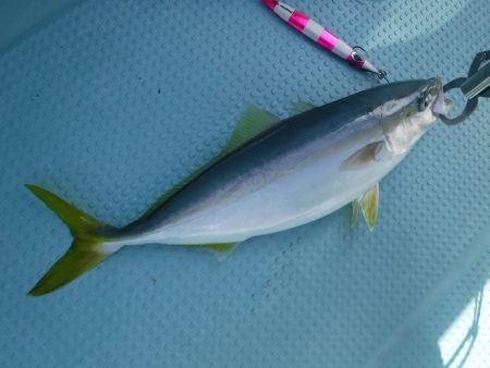 BlueNote Fishing Taxi 釣果