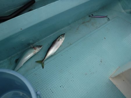 ＢｌｕｅＮｏｔｅ　Ｆｉｓｈｉｎｇ　Ｔａｘｉ 釣果