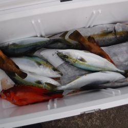 BlueNote Fishing Taxi 釣果