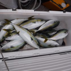 ＢｌｕｅＮｏｔｅ　Ｆｉｓｈｉｎｇ　Ｔａｘｉ 釣果