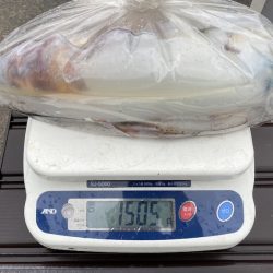 South Current 釣果