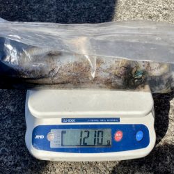 South Current 釣果