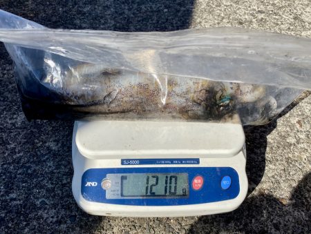 South Current 釣果