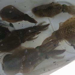 South Current 釣果