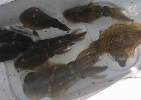 South Current 釣果