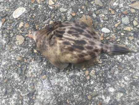 美味しい魚が釣れる「ちょい投げ」は楽しい！【がまかつちょい投げ　インプレッション】