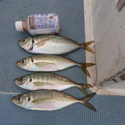 深川 吉野屋 釣果