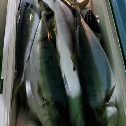 ゆたか丸 釣果