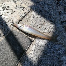 ビギナーや気軽に釣りをしたい方にオススメ【がまかつちょい投げ　インプレッション】