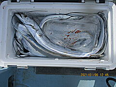 遊漁船 未紗奈 釣果