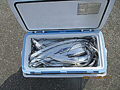 遊漁船 未紗奈 釣果