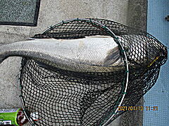 遊漁船 未紗奈 釣果