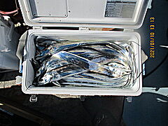 遊漁船 未紗奈 釣果