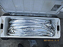 遊漁船 未紗奈 釣果