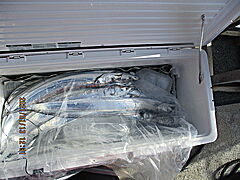 遊漁船 未紗奈 釣果