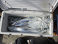 遊漁船 未紗奈 釣果