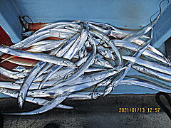 遊漁船 未紗奈 釣果