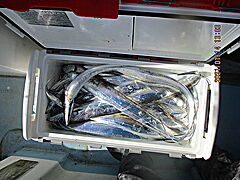 遊漁船 未紗奈 釣果