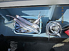 遊漁船 未紗奈 釣果