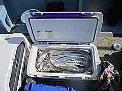 遊漁船 未紗奈 釣果