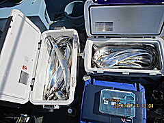 遊漁船 未紗奈 釣果