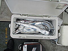 遊漁船 未紗奈 釣果