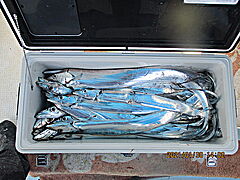 遊漁船 未紗奈 釣果