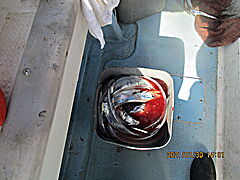 遊漁船 未紗奈 釣果