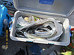 遊漁船 未紗奈 釣果