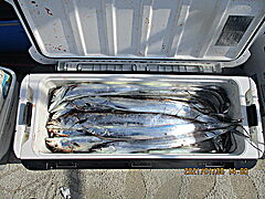 遊漁船 未紗奈 釣果