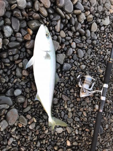 ショアジギングで青物。アジングでアジ