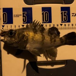 初釣　メバルおったよ