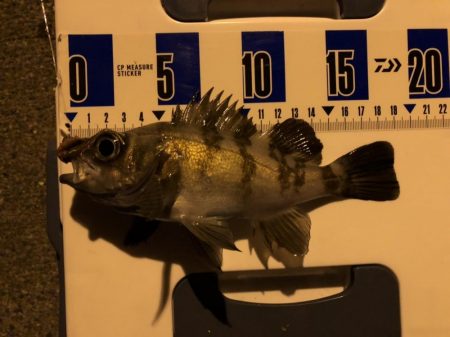 初釣　メバルおったよ