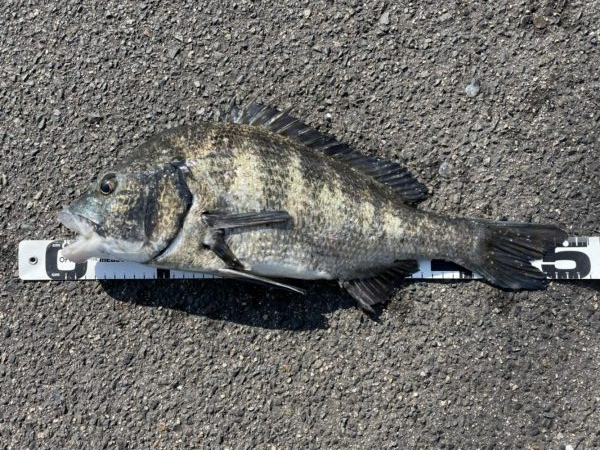 イチノ兄弟、釣果！