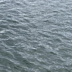 メバルシーズンですね。