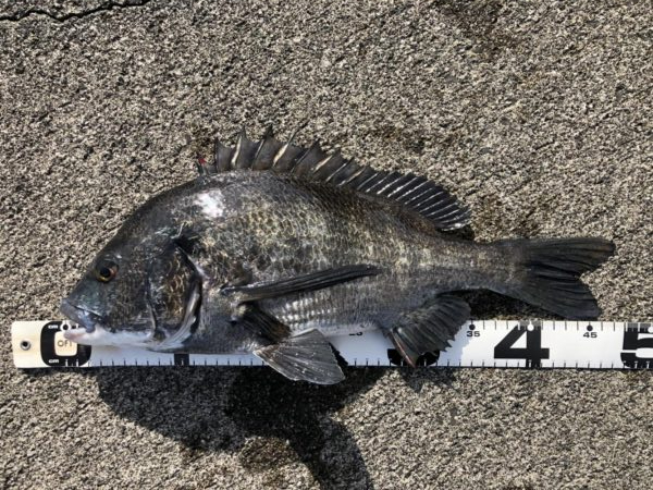 イチノ兄弟、釣果！