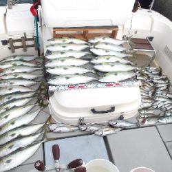 SOUTH(サウス)釣果