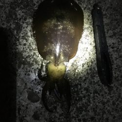 1/15釣果アオリイカ！デカアジ38センチ！