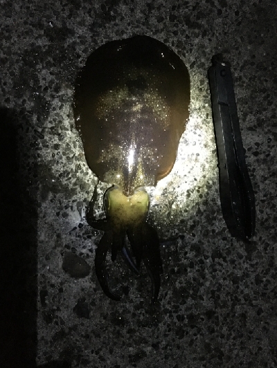 1/15釣果アオリイカ！デカアジ38センチ…