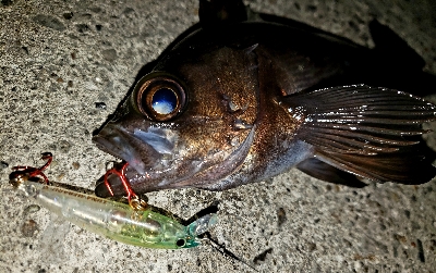 アジ不在メバル