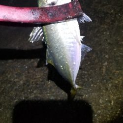 尺アジからのサバ祭り