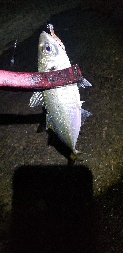 尺アジからのサバ祭り