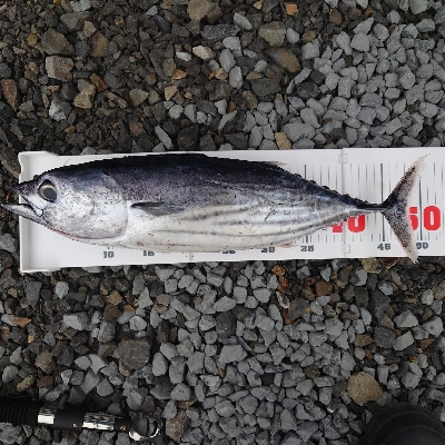 フィッシュハンターでジギング