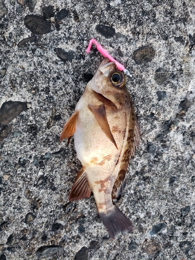 まったりメバリング