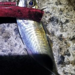 ナイトアジング 短時間