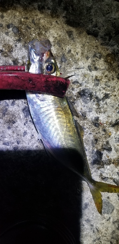 ナイトアジング 短時間