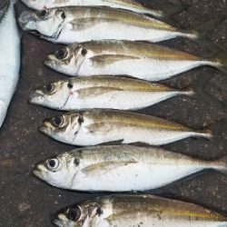 アジング好調 初ポイントで友人と。