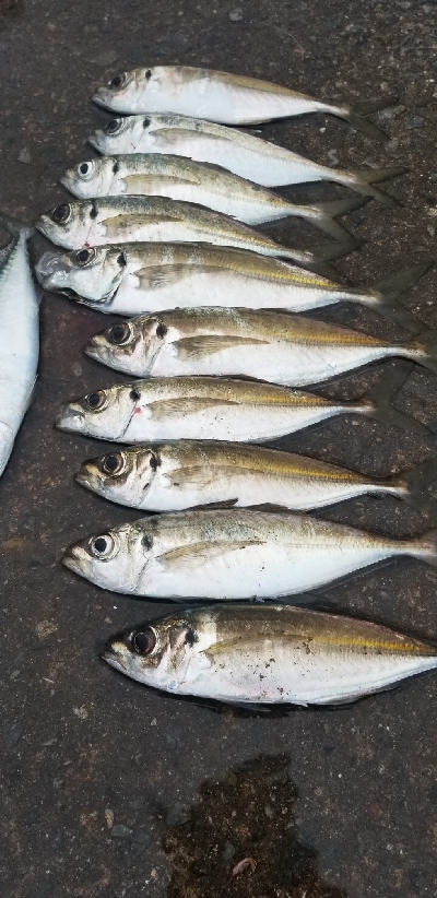 アジング好調 初ポイントで友人と。