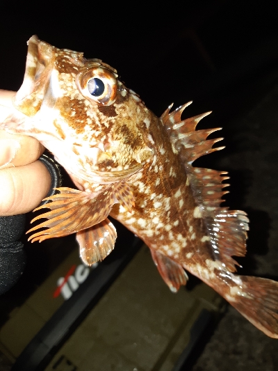 釣り仲間のオススメポイント